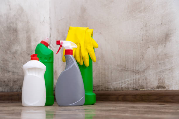 Why You Should Choose Our Mold Remediation Services in Yuba City, CA